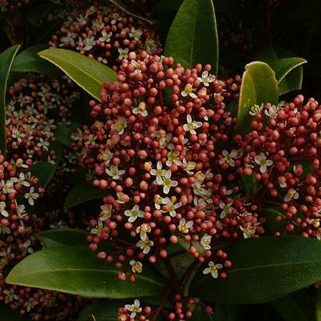 Skimmia japonica P29 (2)